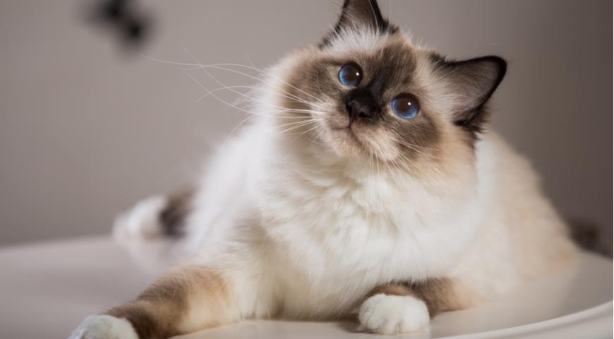 Бирманская, священная бирма (The Birman)