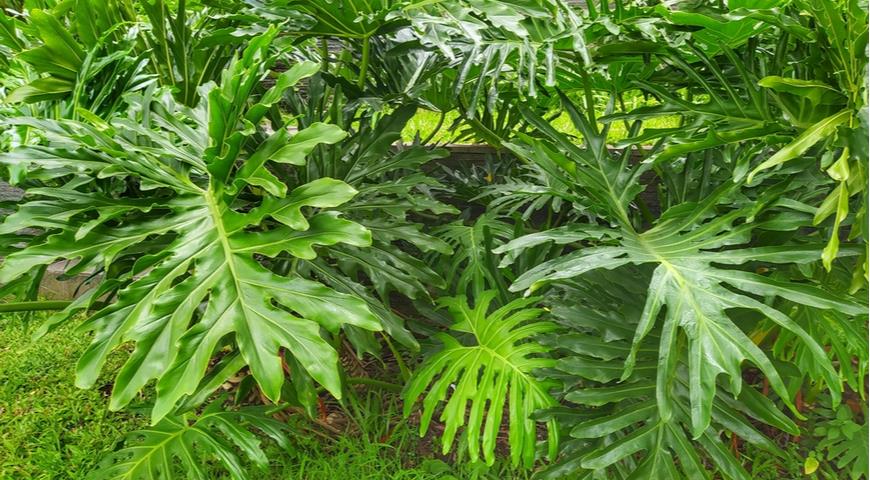 тауматофиллум дваждыперистонадрезанный, филодендрон селло (Thaumatophyllum bipinnatifidum)