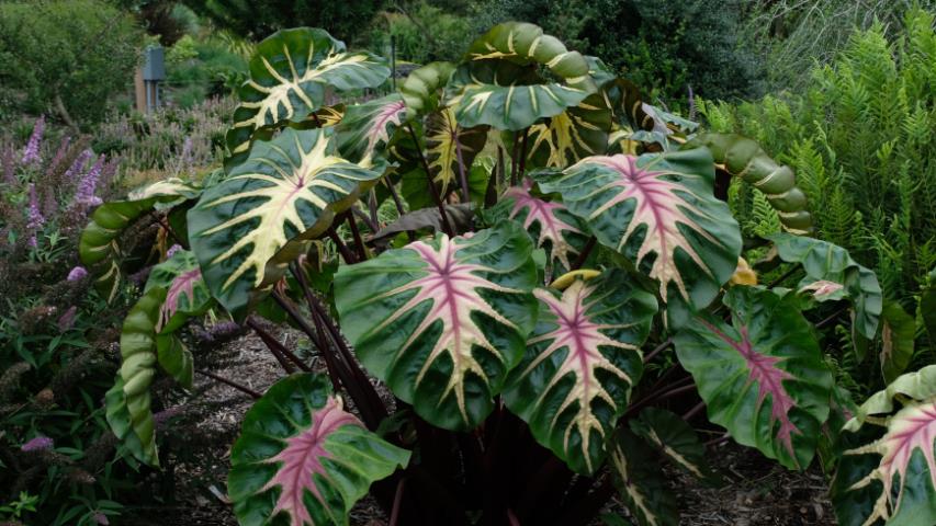 Колоказия съедобная (Colocasia esculenta) Royal Hawaiian Waikiki