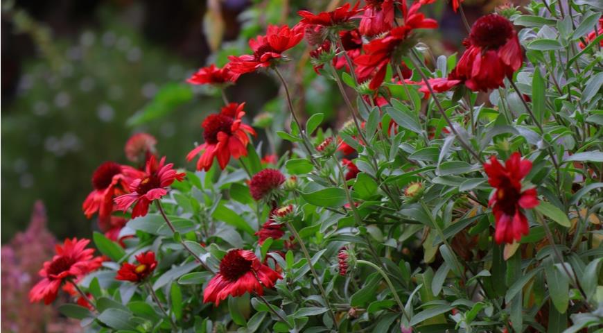 Gaillardia Mesa Red