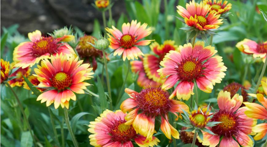 Гайлардия красивая (Gaillardia Pulchella, = G. drummondi , G. bicolor)