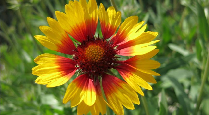 Gaillardia Bremen