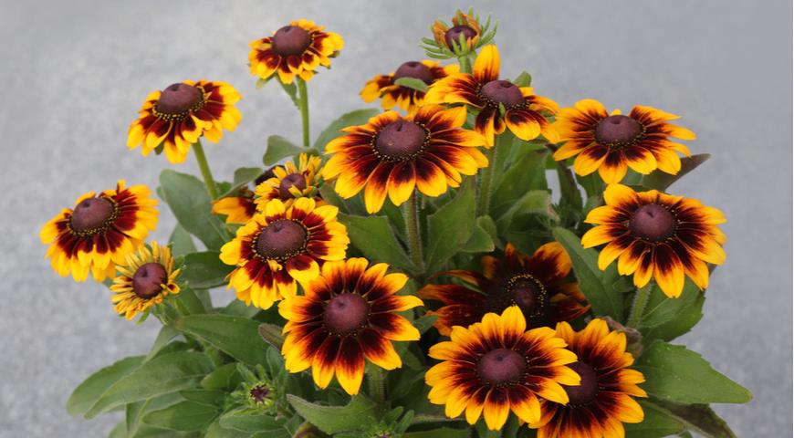 Gaillardia aristata Pursh