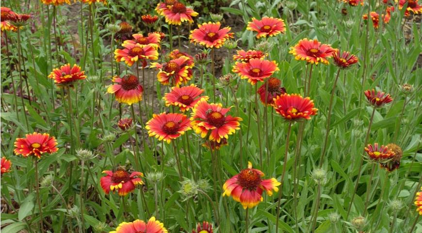 Гайлардия остистая (Gaillardia Aristata) 