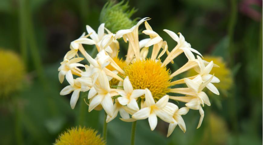 гибрид г. красивой – гайлардия Лоренца (Gaillardia pulchella var. lorenziana)