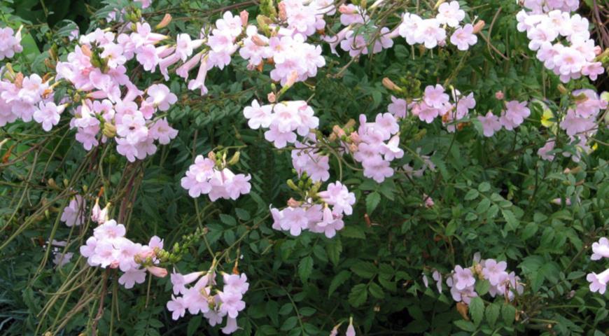 Инкарвиллея острая, аргута (Incarvillea arguta) 