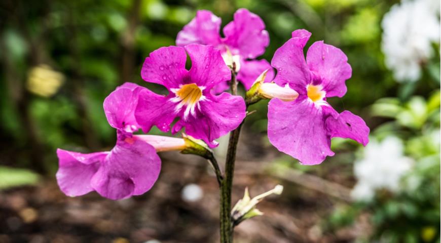 Инкарвиллея крупноцветковая (Incarvillea grandiflora)