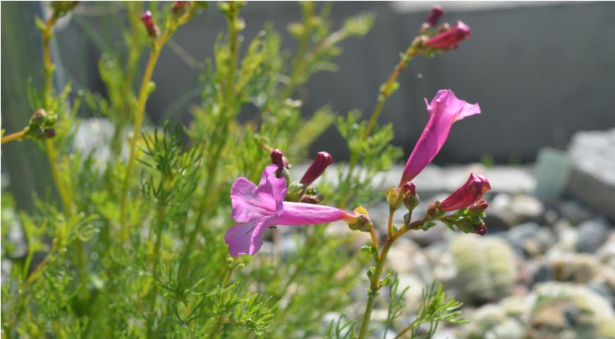 Incarvillea semiretschenskia