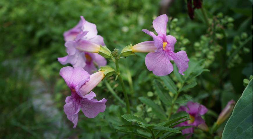 Инкарвиллея Делавея (Incarvillea delavayi)