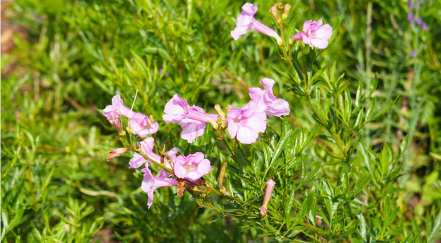 Инкарвиллея Ольги (Incarvillea olgae)