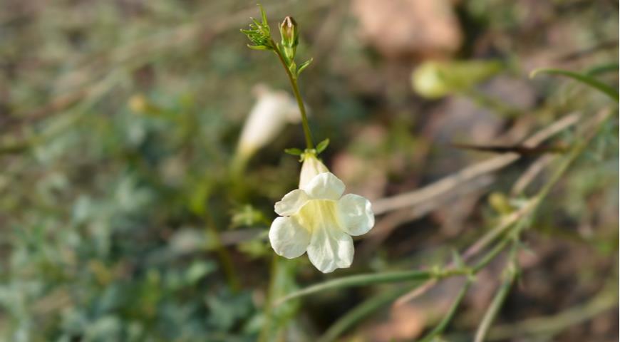 Инкарвиллея китайская (Incarvillea sinensis)