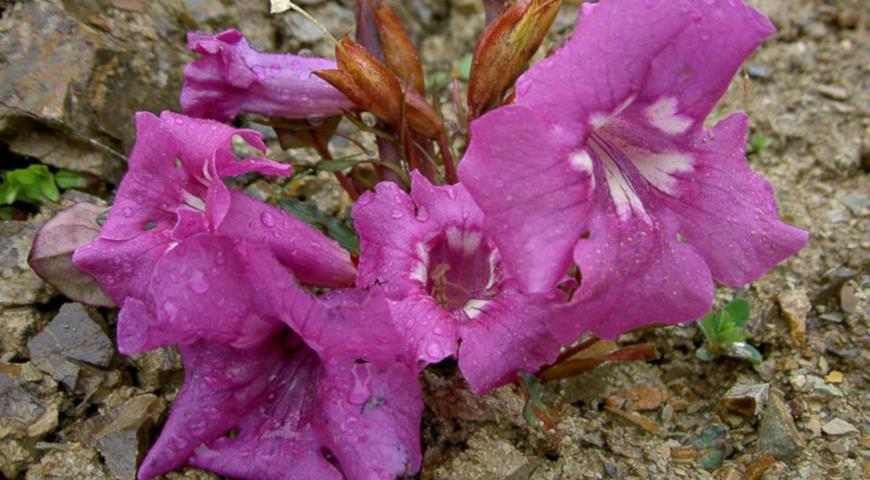 Инкарвиллея плотная (Incarvillea compacta) 