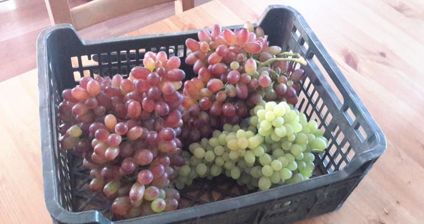 Как правильно обработать виноград гормоном гиббереллином, чтобы быстреесозревал и был сладким