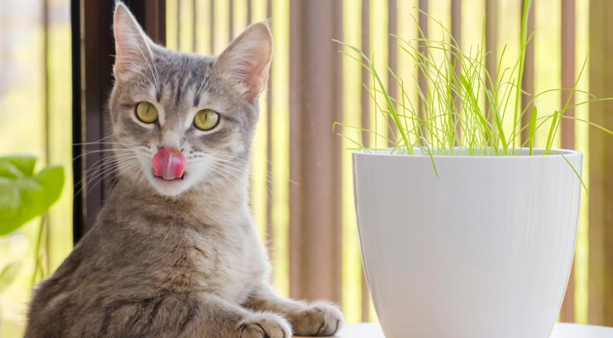 домашняя кошка ест траву