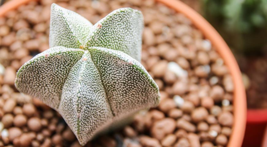 Астрофитум многорыльцевый, или крапчатый (Astrophytum myriostigma) 