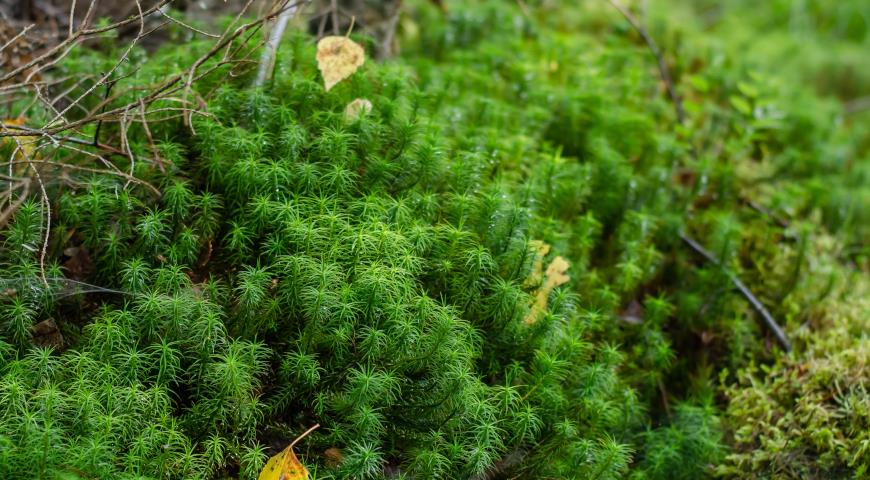 Сфагнум волосолистный (Sphagnum capillifolium)