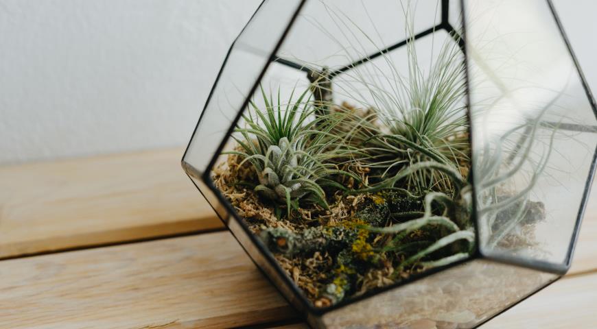 Тилландсия (Tillandsia)