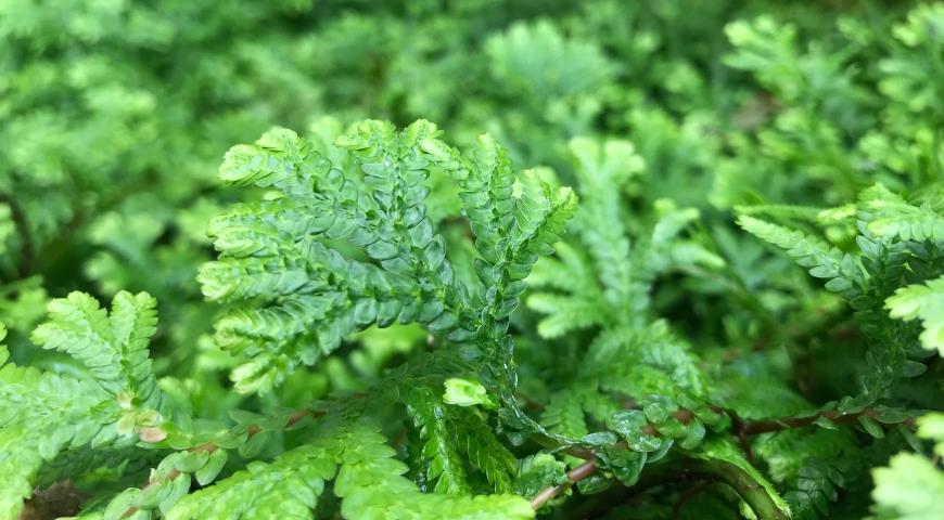 Селагинелла (Selaginella uncinata)