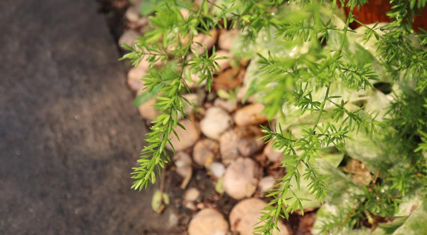 Аспарагус (Asparagus aethiopicus)