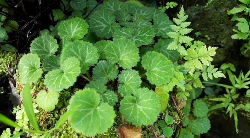 Камнеломка плетеносная (Saxifraga stolonifera)