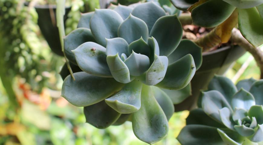 Эхеверия изящная (Echeveria elegans)