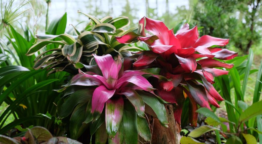 Неорегелия (Neoregelia Fireball)