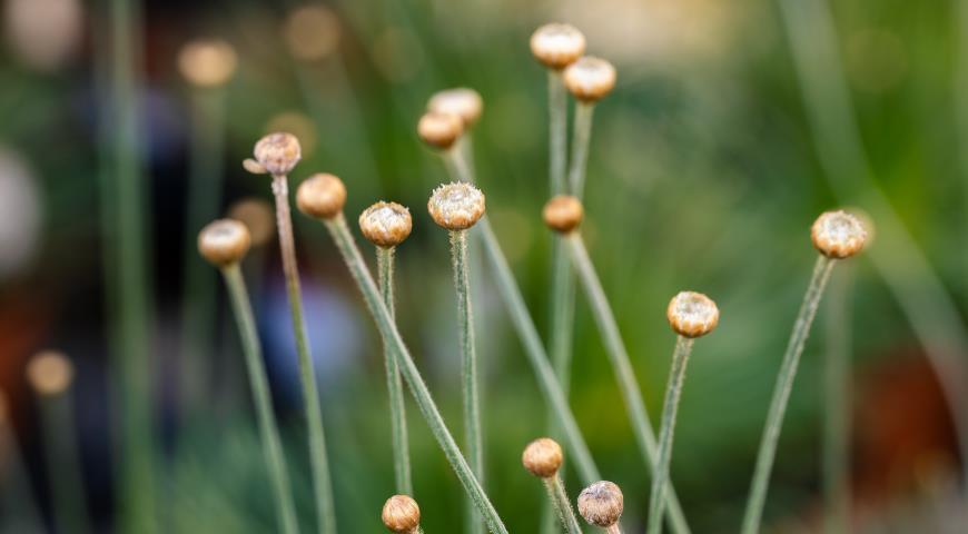 Сингонантус золотистоцветковый (Syngonanthus chrysanthus)