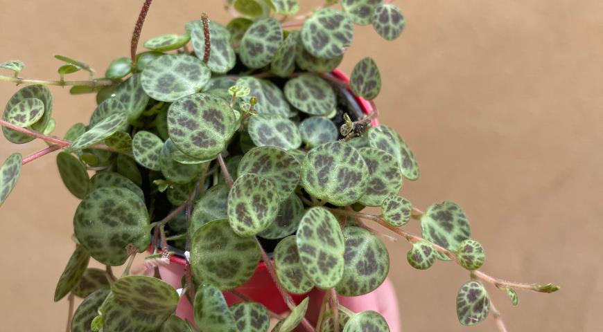 Пеперомия стелющаяся (Peperomia prostrata)