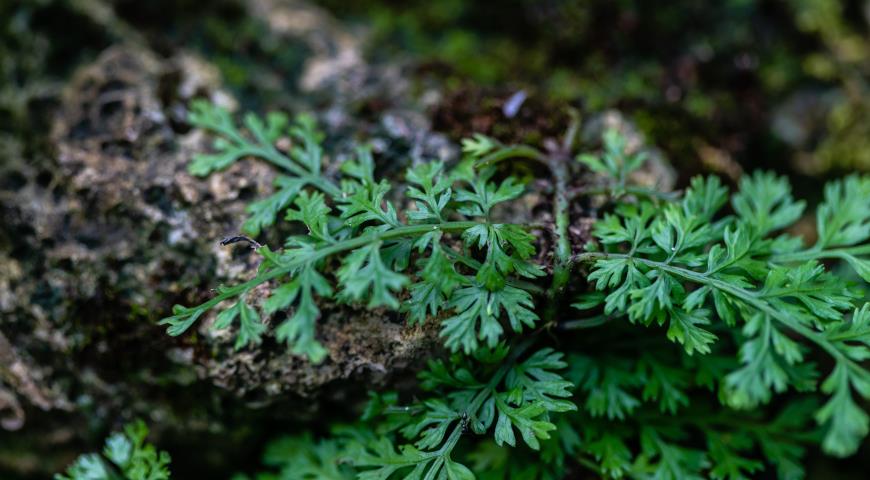 Болбитис Гетероклита карликовый (Bolbitis heteroclita difformis)