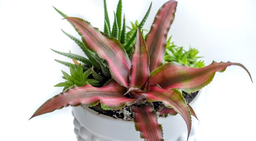 Криптантус двуполосый (Cryptanthus bivittatus) 