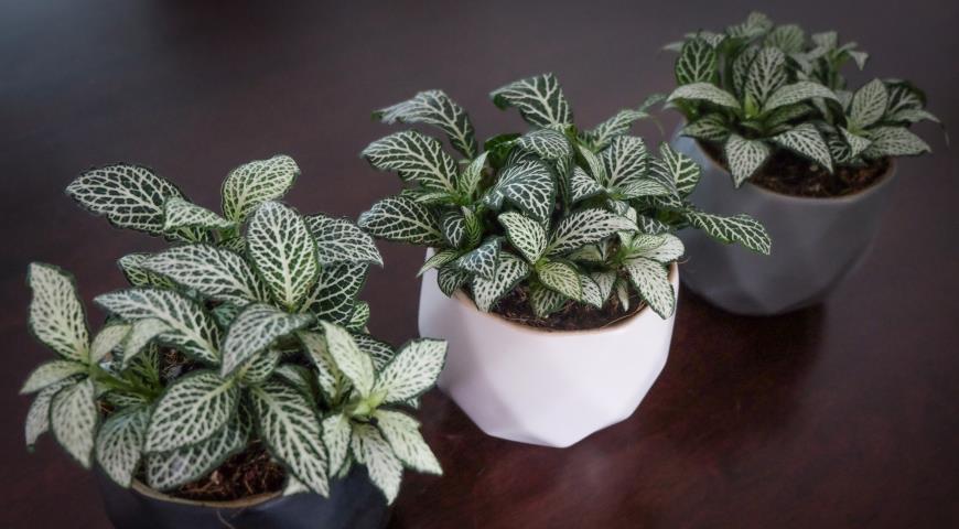 Фиттония беложильчатая (Fittonia albivenis)