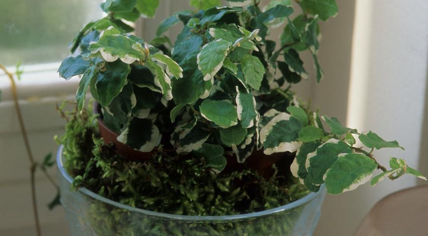 Фикус карликовый (Ficus pumila) 