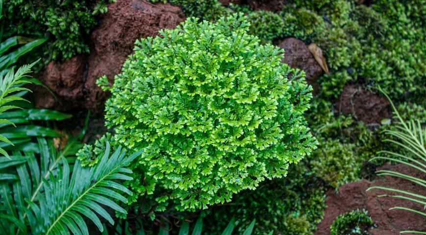 Селагинелла (Selaginella kraussiana)