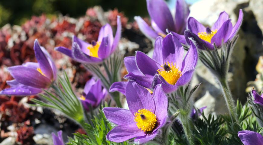 Прострел обыкновенный, сон-трава, пульсатилла (Pulsatilla vulgaris)