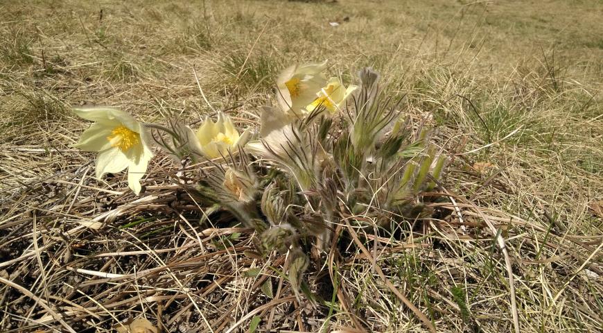 Прострел желтеющий (P. flavescens)