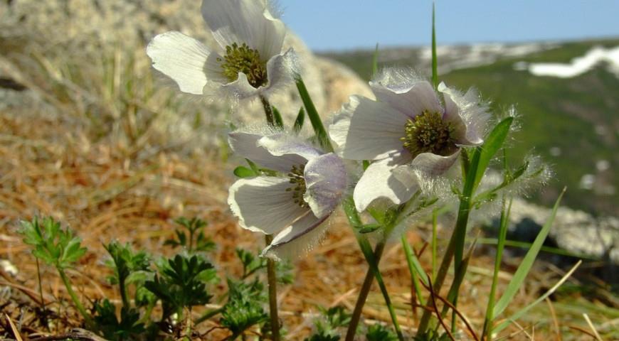 Прострел магаданский (P. magadanensis)