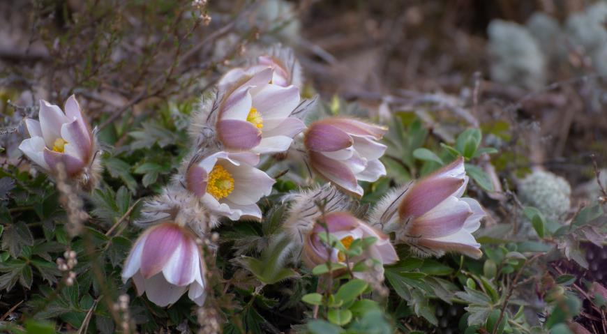 Прострел весенний (P. vernalis)