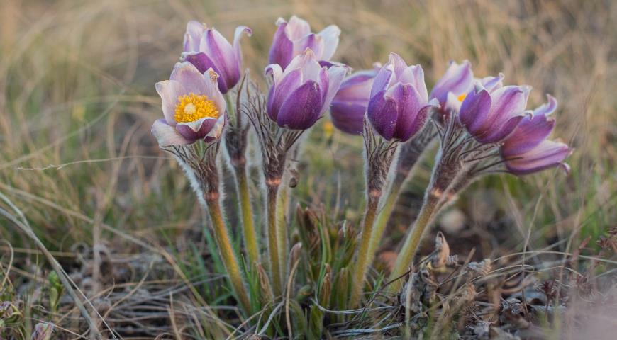 Прострел луговой (P. pratensis)