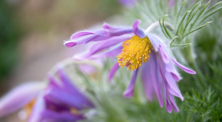 Прострел обыкновенный (Pulsatilla vulgaris) Papageno