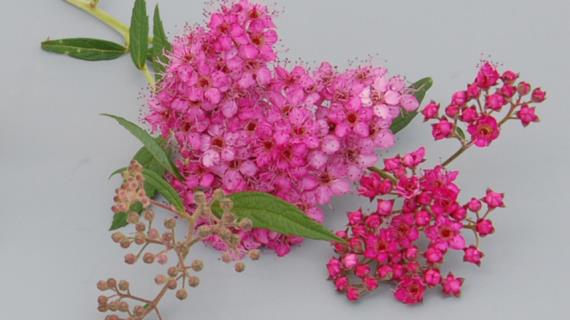 Мартовские занятия по садоводству, интересные и полезные