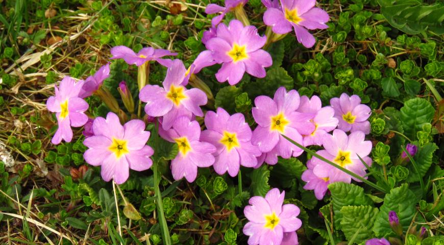 Примула розовая  (Primula rosea) 