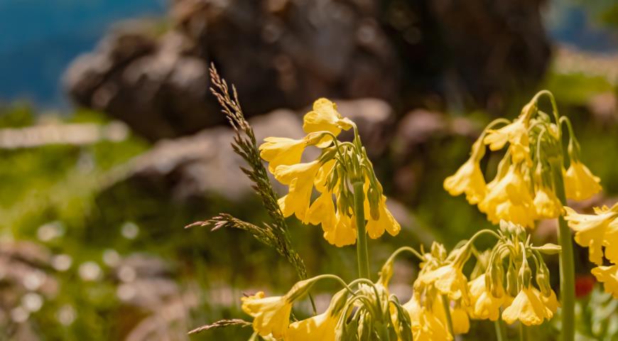 Примула сикимская (Primula sikkimensis)