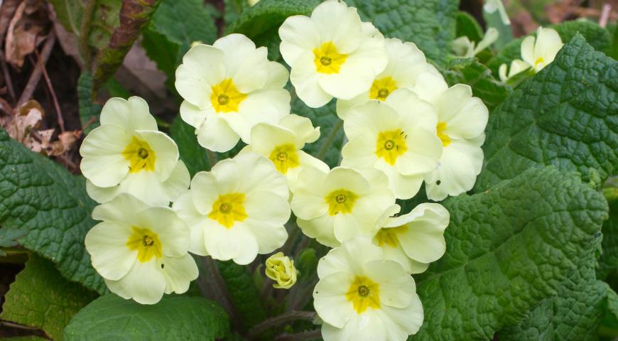 Примула обыкновенная (Primula vulgaris)