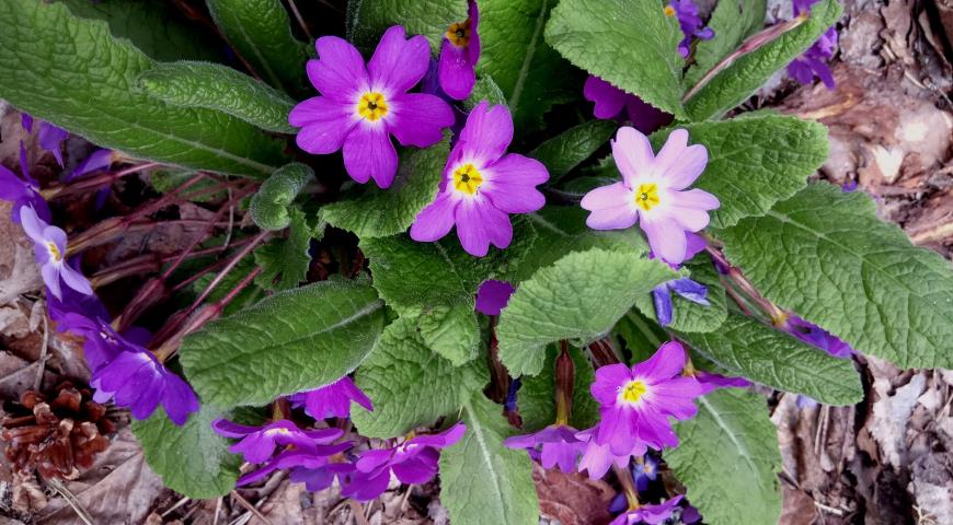 Примула Воронова (Primula woronowii)