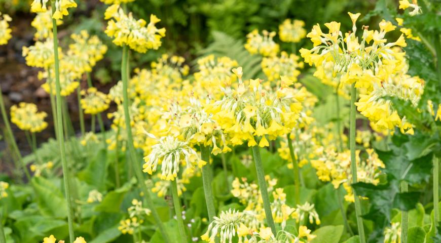 примула Флоринды (Primula florindae)