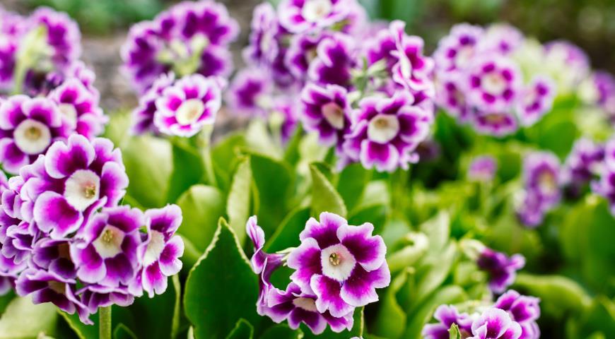 Примула ушковая (Primula auricula)