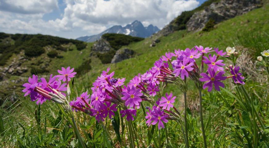 Примула Галлера (Primula halleri)