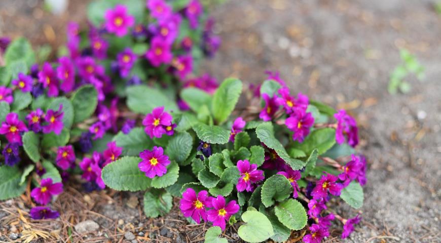 Примула Юлии (Primula juliae)