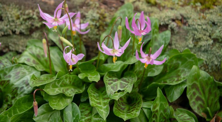 Кандык отогнутый (Erythronium revolutum)