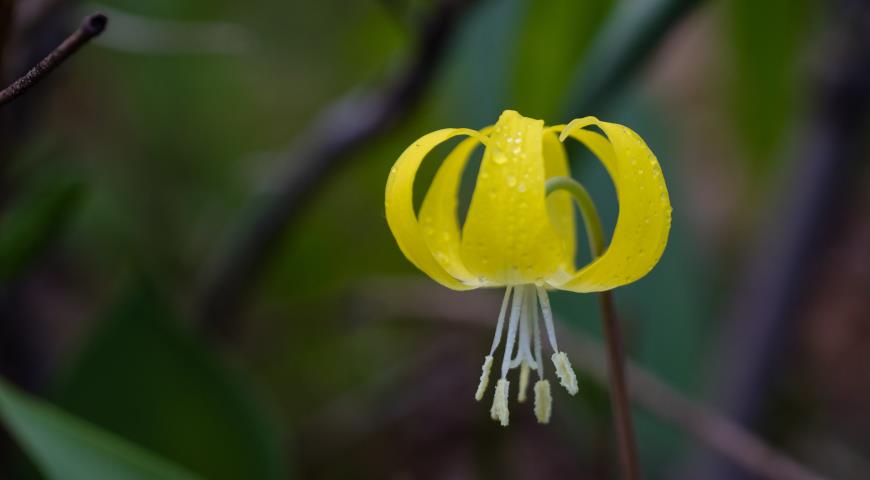 Кандык крупноцветковый (Erythronium grandiflorum)